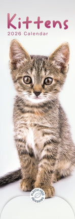 Kittens Slim Calendar 2026