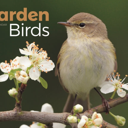 Garden Birds A4 Calendar 2026
