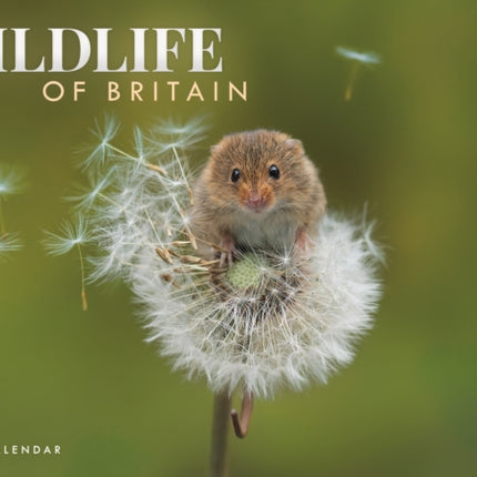 Wildlife Of Britain A4 Calendar 2026