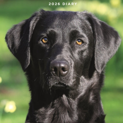 Labrador Retrievers Black A5 Diary 2026