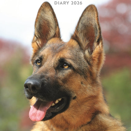 German Shepherds A5 Diary 2026