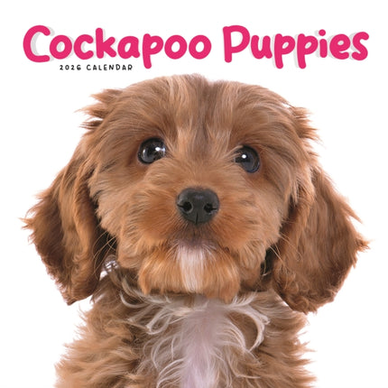 Cockapoo Puppies Square Mini Calendar 20