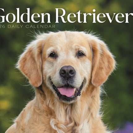 Goldens Retrievers Box Calendar 2026