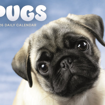 Pugs Box Calendar 2026
