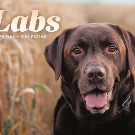 Labs Box Calendar 2026