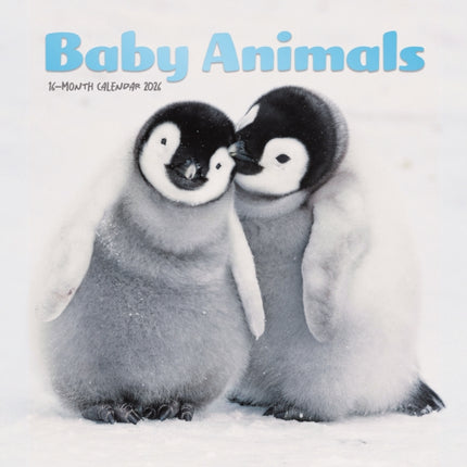 Baby Animals Square Mini Sunday Start Ca