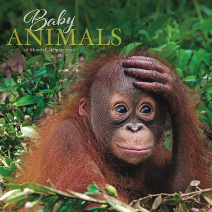 Baby Animals Square Wall Sunday Start Ca
