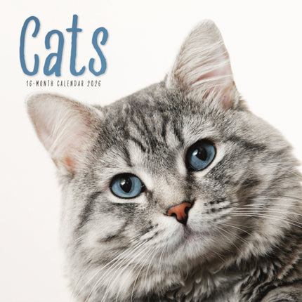 2026 Cats Wall Calendar