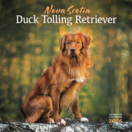 Nova Scotia Duck Tolling Retriever Squar