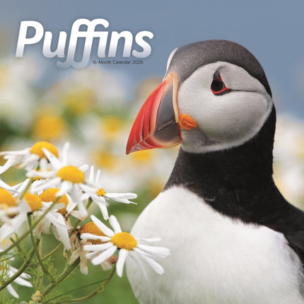 Puffins Square Wall Sunday Start Calenda