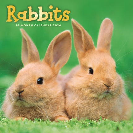 Rabbits Square Wall Sunday Start Calenda