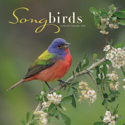 Songbirds Square Wall Sunday Start Calen