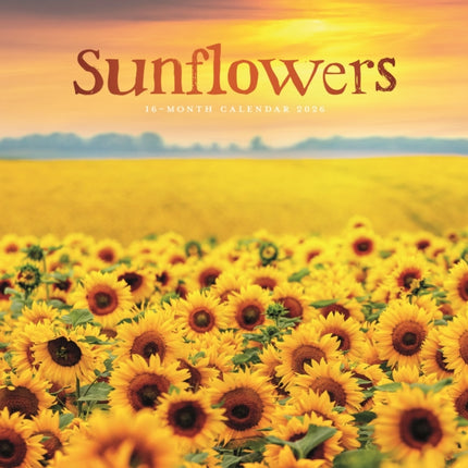 Sunflowers Square Wall Sunday Start Cale