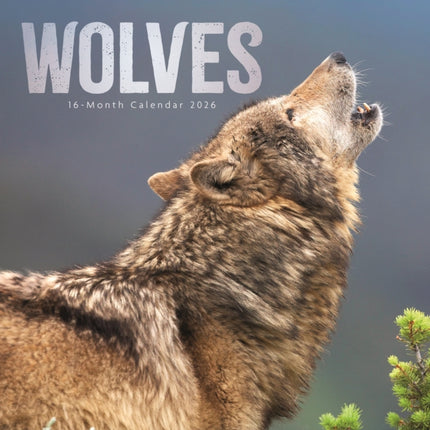 Wolves Square Wall Sunday Start Calendar