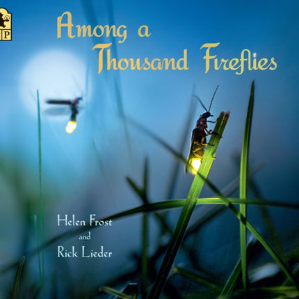 Among a Thousand Fireflies