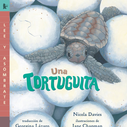 Una tortuguita