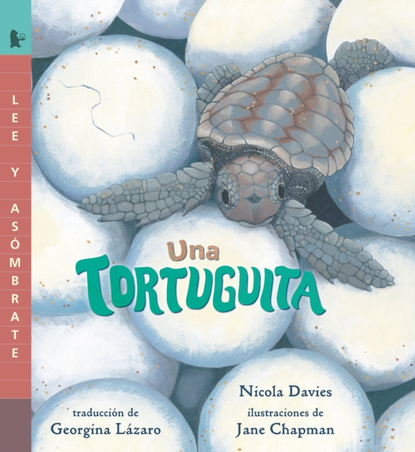 Una tortuguita