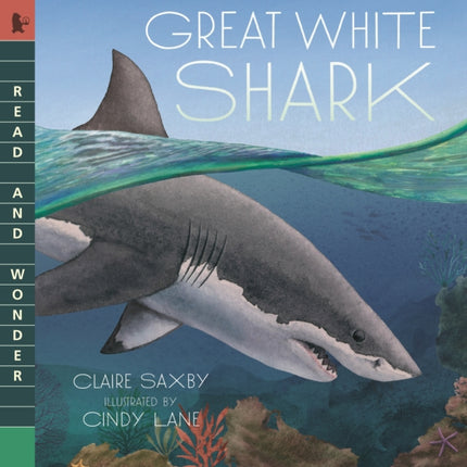 Great White Shark