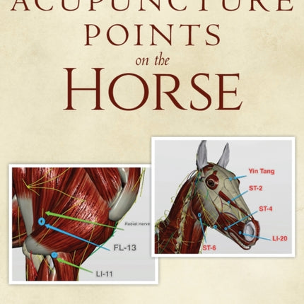Acupuncture Points on the Horse