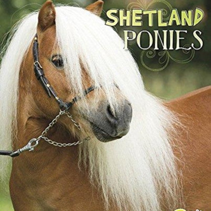 Shetland Ponies