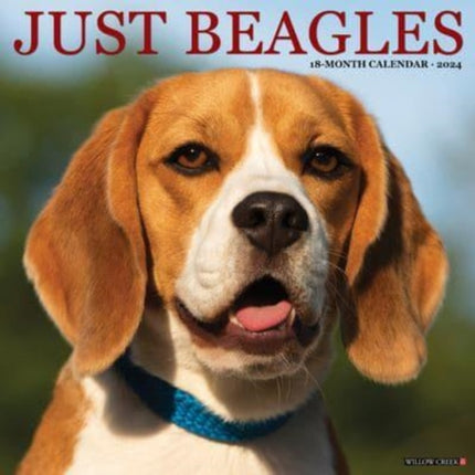 Just Beagles 2024 12 X 12 Wall Calendar