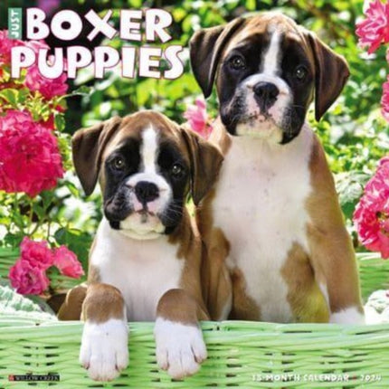 Just Boxer Puppies 2024 12 X 12 Wall Calendar