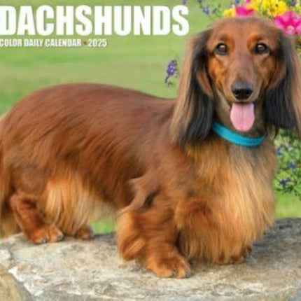 Dachshunds 2025 6.2 X 5.4 Box Calendar