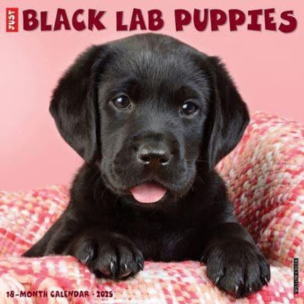 Just Black Lab Puppies 2025 12 X 12 Wall Calendar