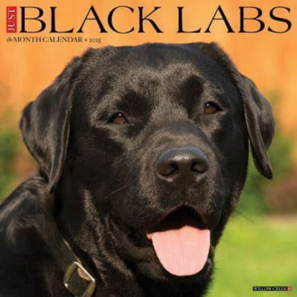 Just Black Labs 2025 12 X 12 Wall Calendar