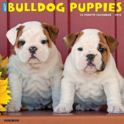 Just Bulldog Puppies 2025 12 X 12 Wall Calendar