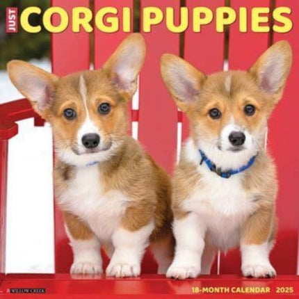 Just Corgi Puppies 2025 12 X 12 Wall Calendar