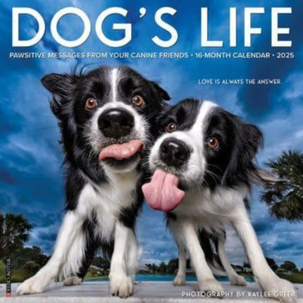 Dogs Life 2025 12 X 12 Wall Calendar