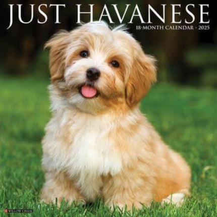 Just Havanese 2025 12 X 12 Wall Calendar