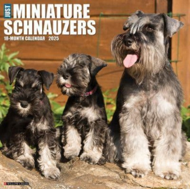 Just Miniature Schnauzers 2025 12 X 12 Wall Calendar