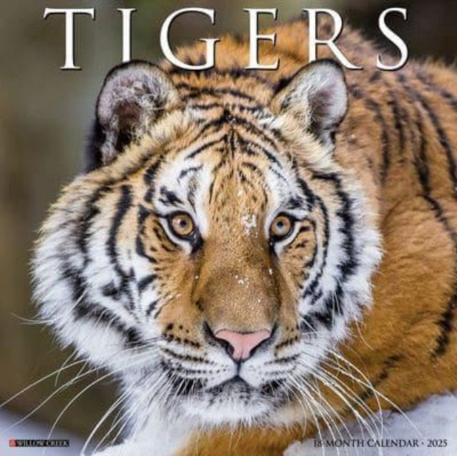 Tigers 2025 12 X 12 Wall Calendar