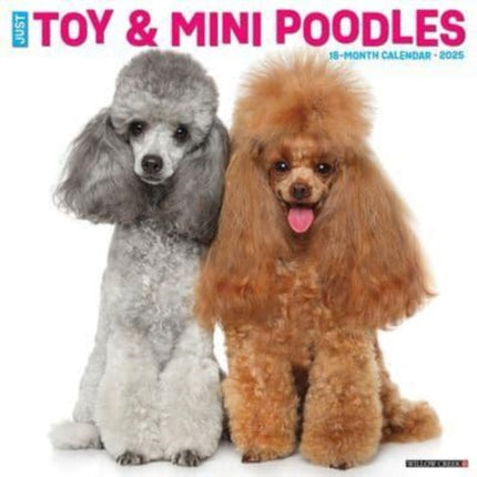 Just Toy  Miniature Poodles 2025 12 X 12 Wall Calendar