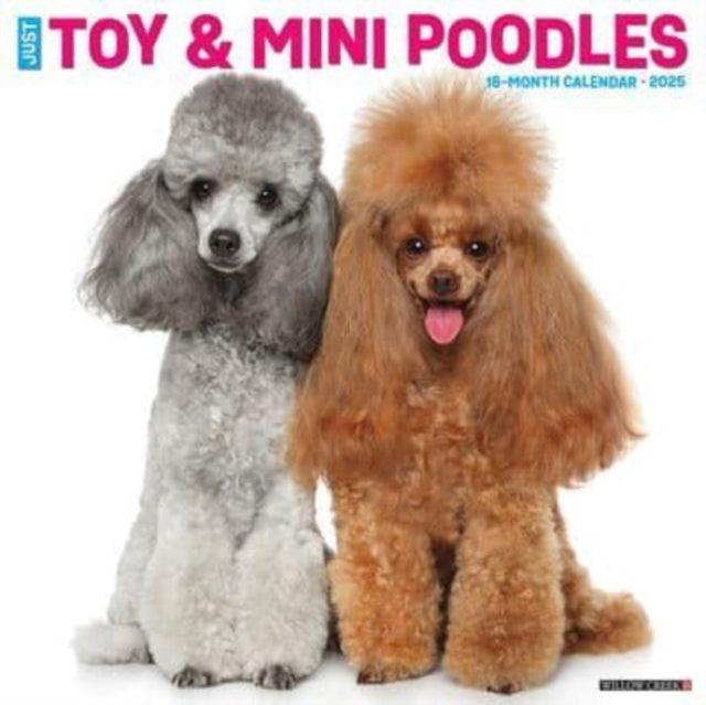 Just Toy  Miniature Poodles 2025 12 X 12 Wall Calendar