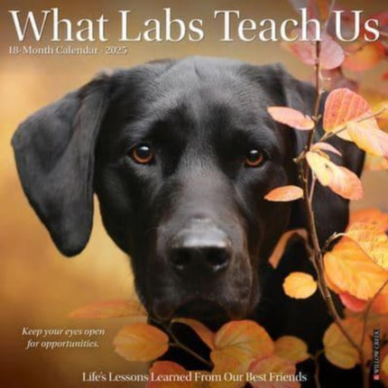 What Labs Teach Us 2025 12 X 12 Wall Calendar