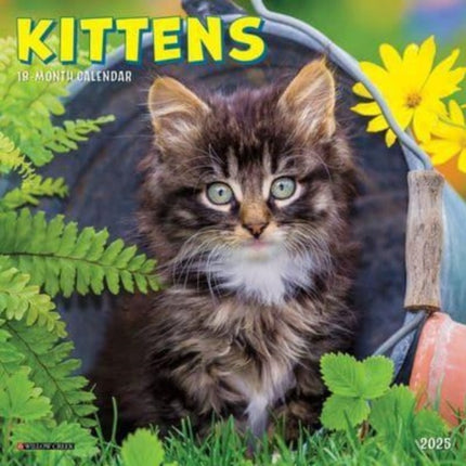 Kittens 2025 7 X 7 Mini Wall Calendar