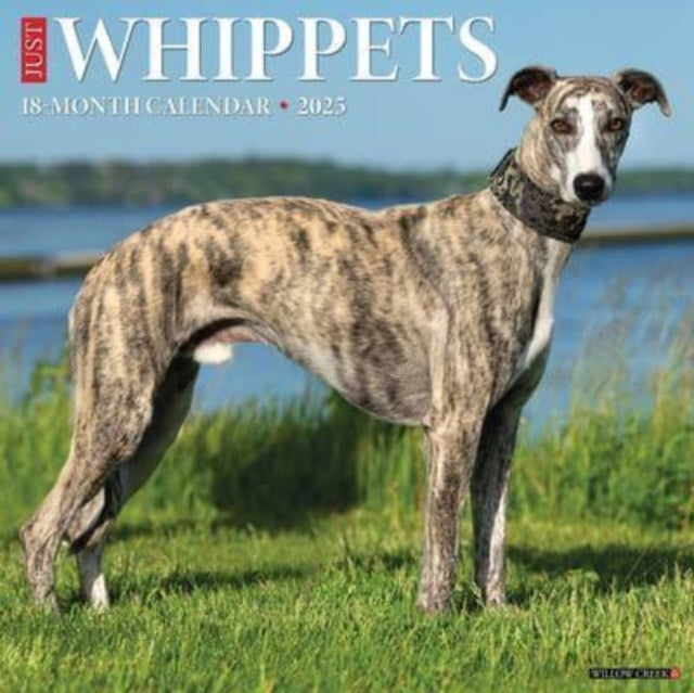 Just Whippets 2025 12 X 12 Wall Calendar