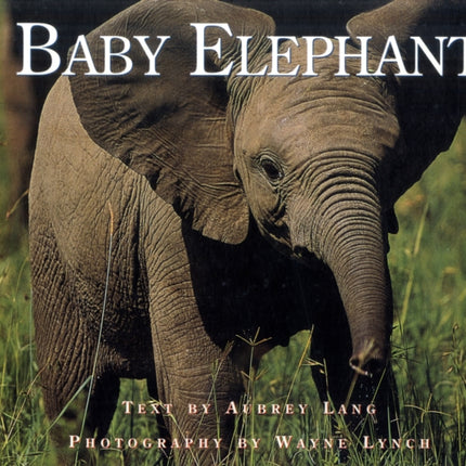 Baby Elephant Nature Babies