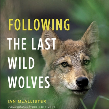 Following the Last Wild Wolves