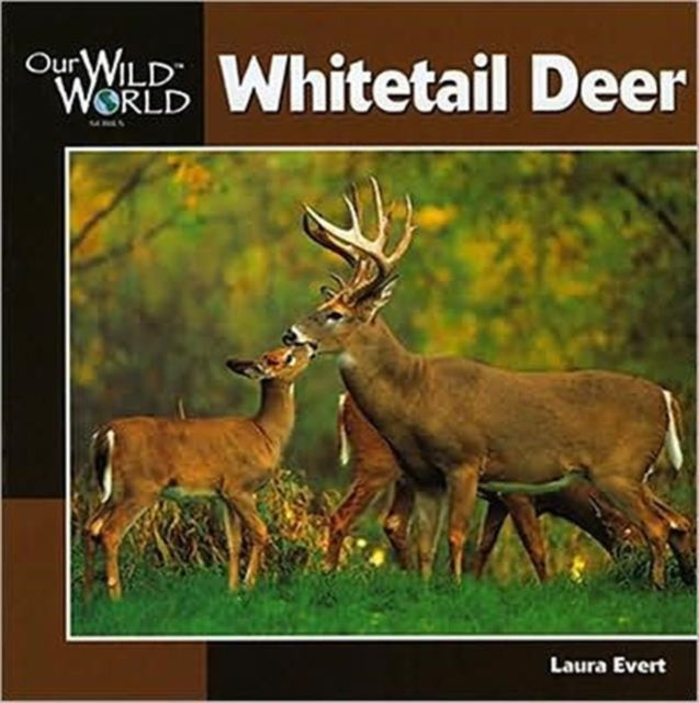 Whitetail Deer Our Wild World