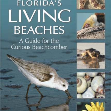 Florida's Living Beaches: A Guide for the Curious Beachcomber