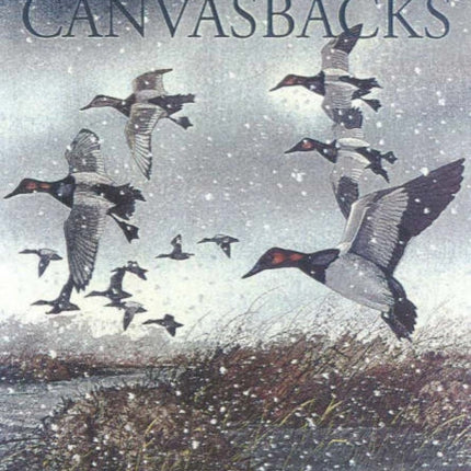 Big December Canvasbacks, Revised