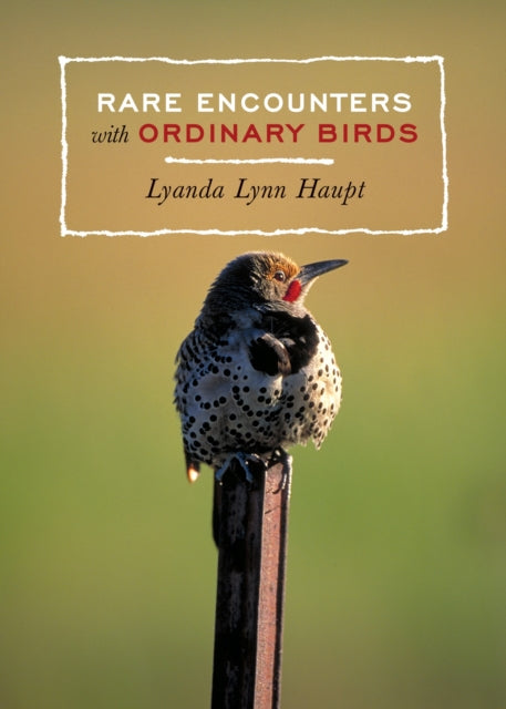 Rare Encounters with Ordinary Birds