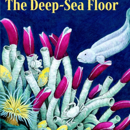 The Deep-Sea Floor