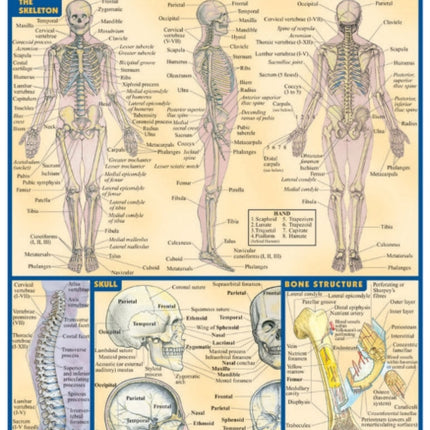 Skeletal System