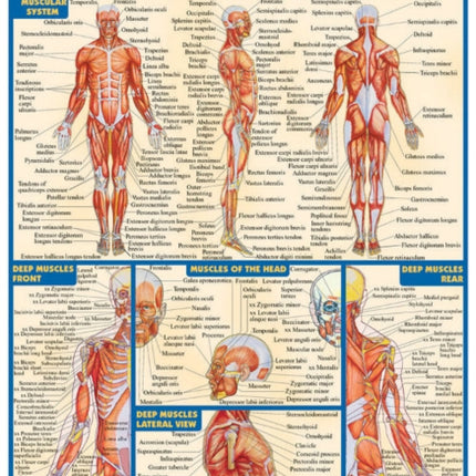 Muscular System