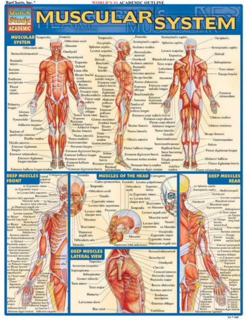 Muscular System